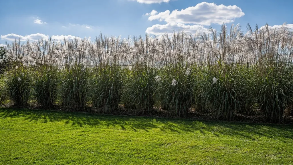 ornamental grass landscaping ideas