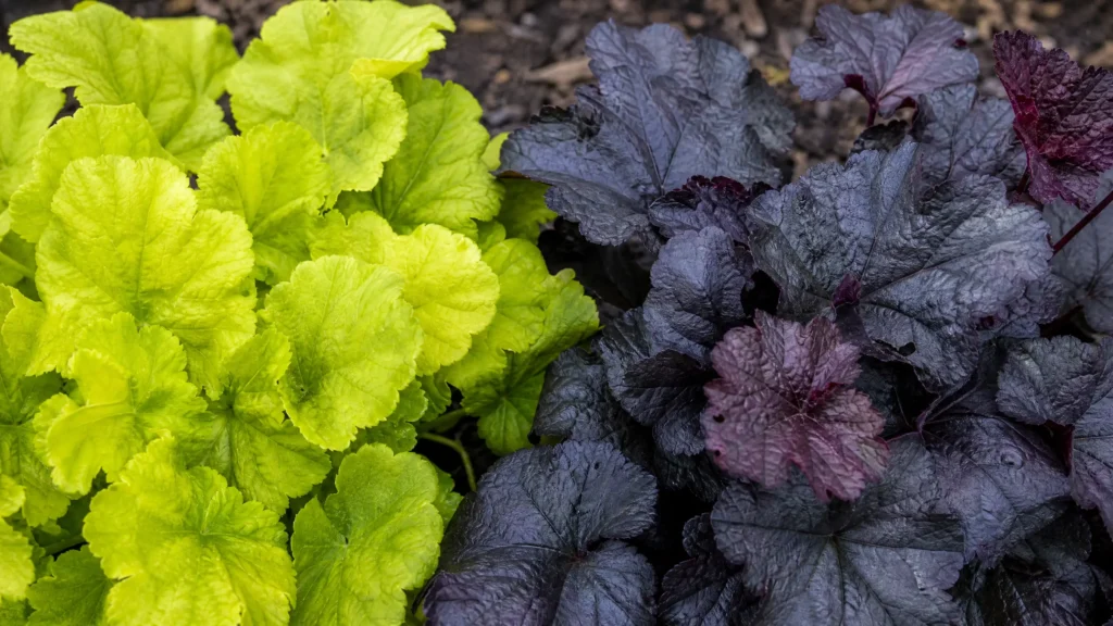 heuchera front yard landscaping 