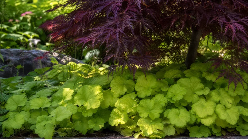 heuchera front yard landscaping 